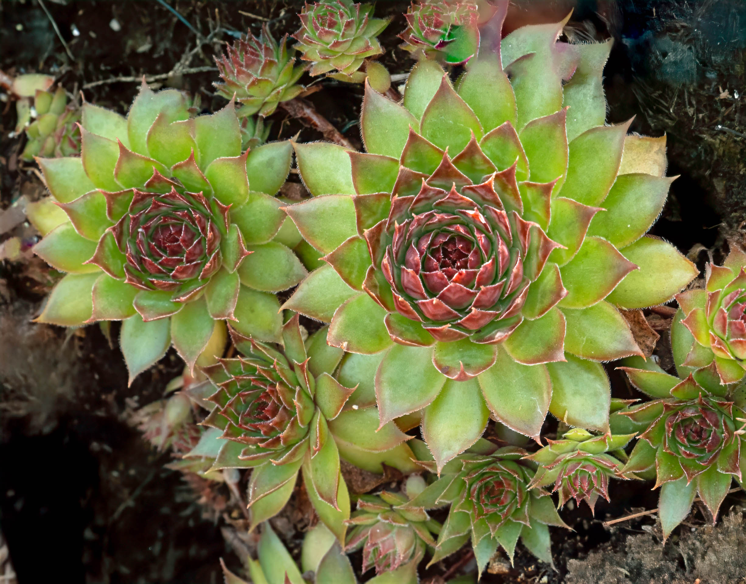 3rd PrizeOpen Color In Class 1 By Diane Sandler For Circular Succulents OCT-2025.jpg